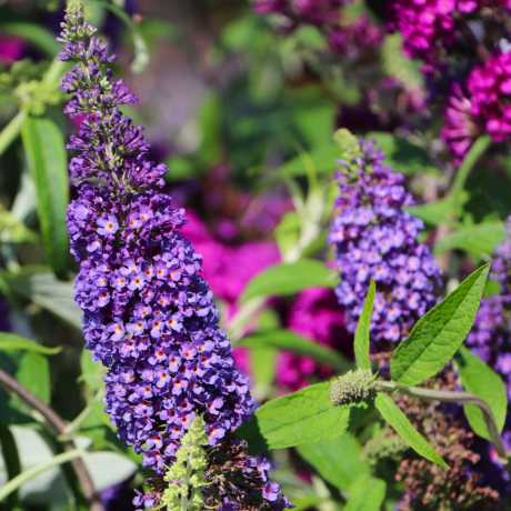 Будлея Давида Віолет Блю (Violet Blue)