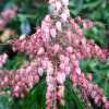 Пієрис японський Boltmans Pink