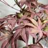 Бонсай клен пальмовий «Atropurpureum» (7 років)