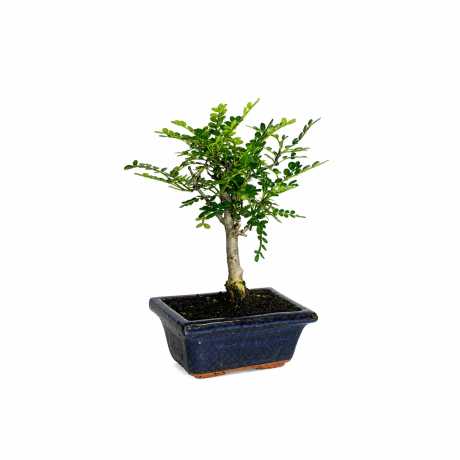 Бонсай перець китайський (zanthoxylum) форма звичайна d12 6 років