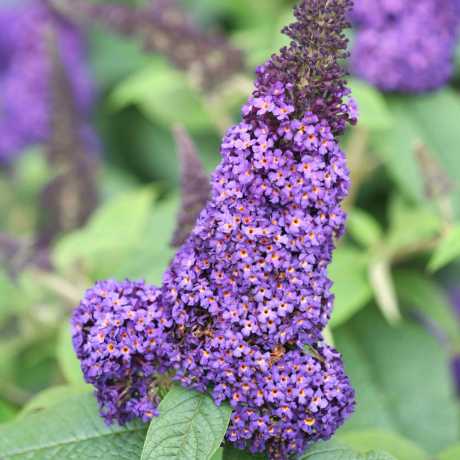 Будлея Рів Де Папіллон Лавендер Босжері (Reve de Papillon Lavender Bosjerry)