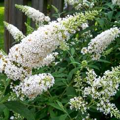 Буддлея Давида Уайт Профужн (White Profusion) (горшок 0,5 л, высота 15–35 см)