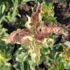 Бузок Aucobofolia