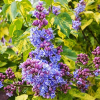 Бузок Aucobofolia