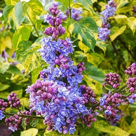 Бузок Aucobofolia