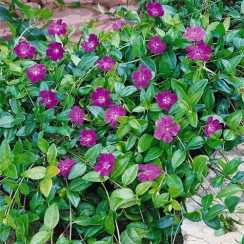 Барвінок  Atropurpurea