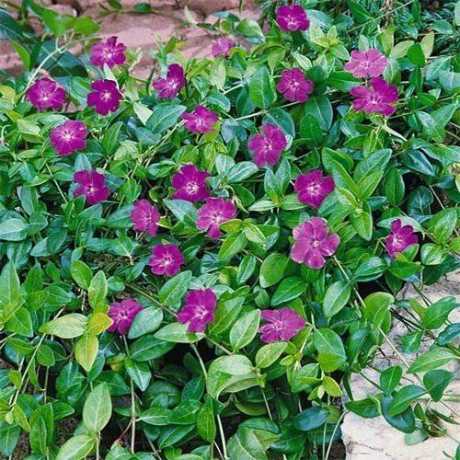 Барвинок Atropurpurea