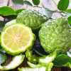 Кафрский лайм  (Kaffir Lime, Citrus hystrix)