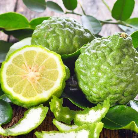 Кафрский лайм  (Kaffir Lime, Citrus hystrix)