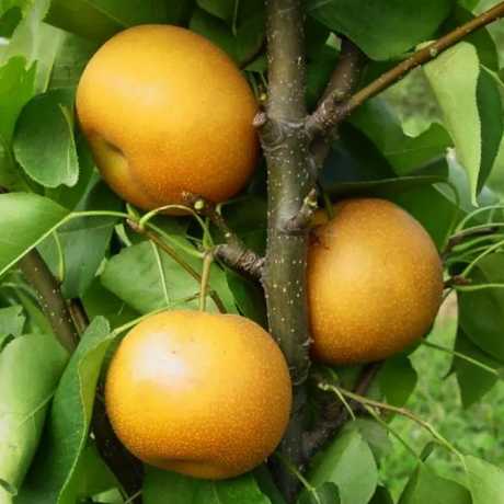 Груша азіатська Чоюро (Chojuro) (середній термін дозрівання)