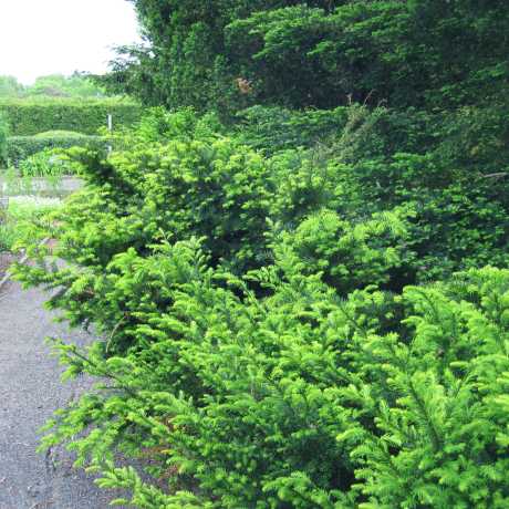 Тис средний Денсиформиз/Taxus media Densiformis