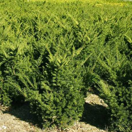 Тис середній Гронланд/Taxus media Groenland