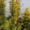 Тис ягідний Фастігіата Ауреа /Taxus baccata Fastigiata Aurea