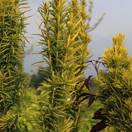 Тис ягідний Фастігіата Ауреа /Taxus baccata Fastigiata Aurea