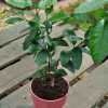 Лайм Мексиканський (Аurantifolia Messicana)
