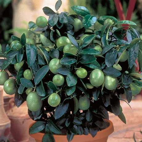 Лайм Мексиканський (Аurantifolia Messicana)