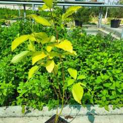 Дерен білий Ауреа (Cornus alba Aurea)