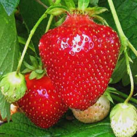 Джолі полуниця (пакування 10шт)