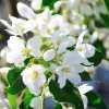 Яблуня Еверест (Malus Evereste) | декоративна яблуня