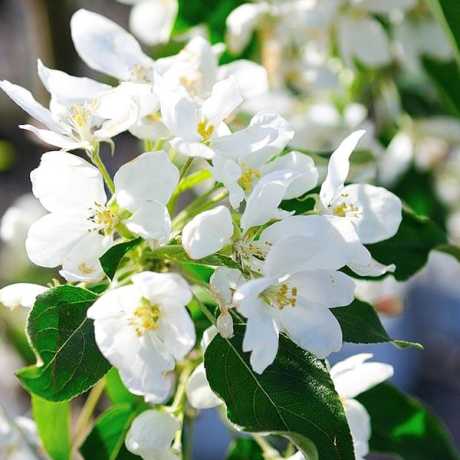 Яблуня Еверест (Malus Evereste) | декоративна яблуня