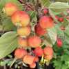 Яблуня Еверест (Malus Evereste) | декоративна яблуня