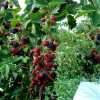 Ожина Вождь Джозеф (середній термін дозрівання)