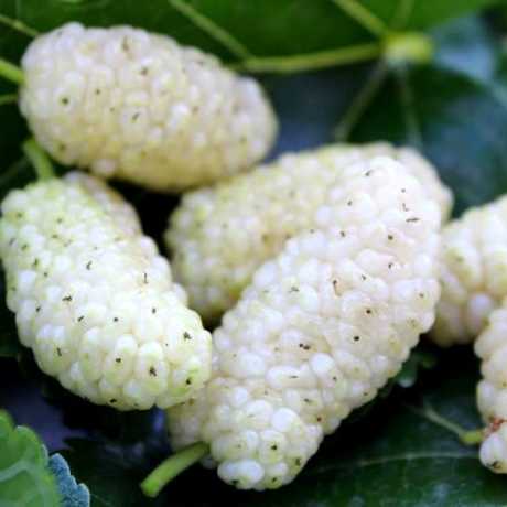 Шовковиця біла (Morus alba Milanowek)