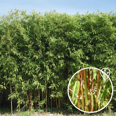 Саджанці бамбука робуста Тауро (Fargesia Robusta Tauro)