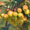 Яблуня Флорібунда (Malus Floribunda) | декоративна яблуня