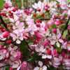 Яблуня Флорібунда (Malus Floribunda) | декоративна яблуня