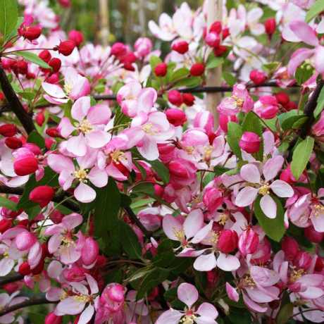 Яблуня Флорібунда (Malus Floribunda) | декоративна яблуня