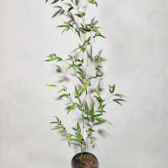 Бамбук Robusta Formidable Wenchuan