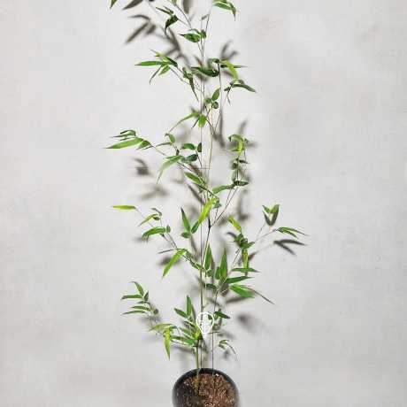 Бамбук Robusta Formidable Wenchuan
