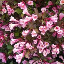 Вейгела Фолліс Пурпуреус (Foliis Purpureis)