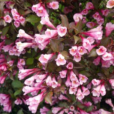 Вейгела Фолліс Пурпуреус (Foliis Purpureis)