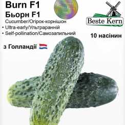 Голландське насіння огірка Бьорн F1 (ТМ Beste Kern 10шт)