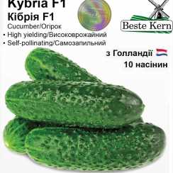 Голландське насіння огірка Кібрія F1 (ТМ Beste Kern 10шт)