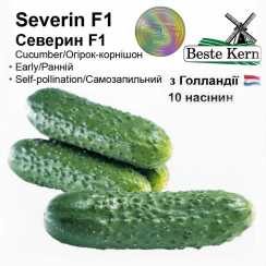 Голландське насіння огірка Северин F1 (ТМ Beste Kern 10шт)