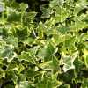 Плющ Голден Чайлд (Hedera helix Gold Child)