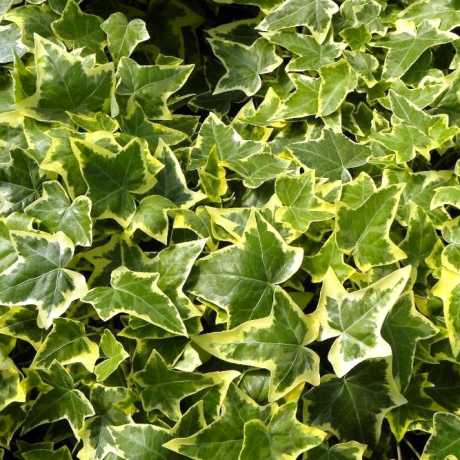 Плющ Голден Чайлд (Hedera helix Gold Child)
