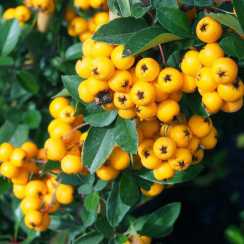 Піраканта Файелайт (Pyracantha Firelight)