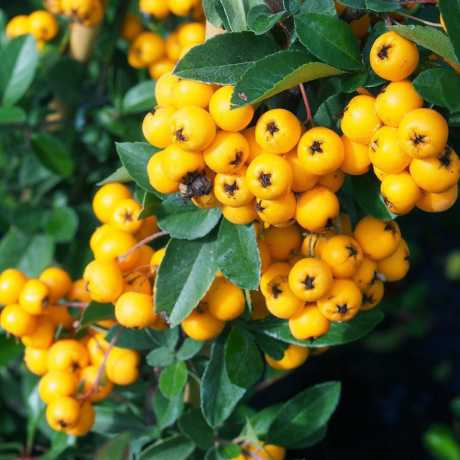 Піраканта Файелайт (Pyracantha Firelight)