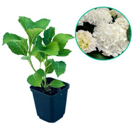 Гортензія великолиста Saxson Bright White