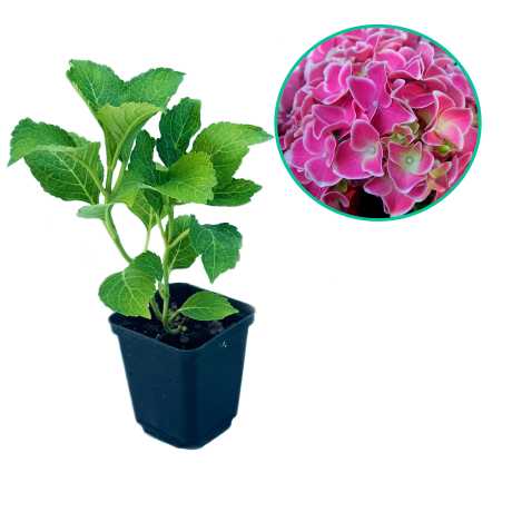 Гортензія великолиста Tivoli Pink