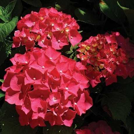 Гортензія крупнолистна Red Sensation