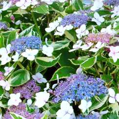 Гортензія великолиста Mariesii variegata