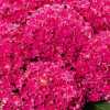 Гортензія великолиста Сurly Sparkle Hot Pink