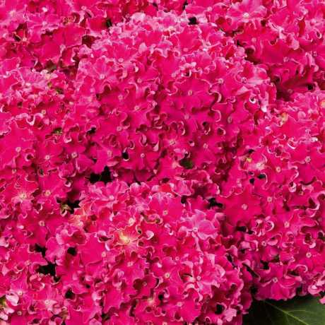 Гортензія великолиста Сurly Sparkle Hot Pink