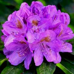 Рододендрон Катевбінський Грандифлорум/Catawbiense Grandiflorum (вічнозелений)