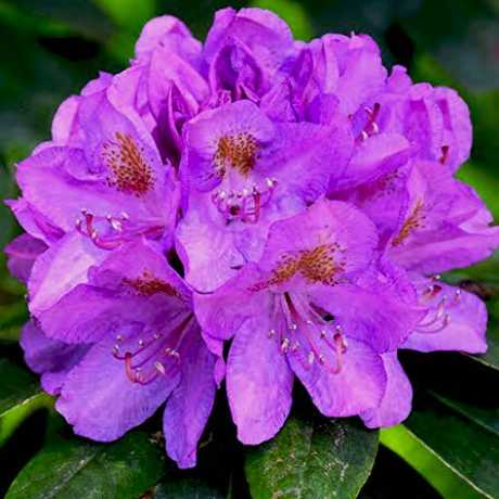 Рододендрон Катевбінський Грандифлорум/Catawbiense Grandiflorum (вічнозелений)